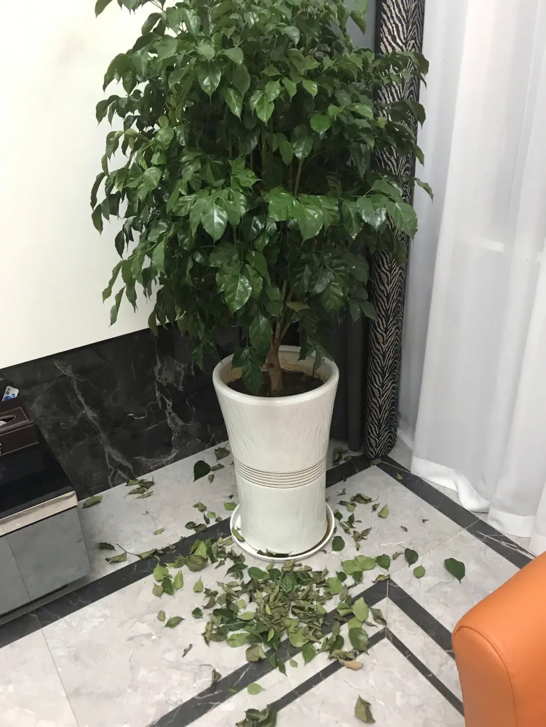 幸福树叶子易脱落发干?专家教你四步解决法,轻松恢复翠绿生机
