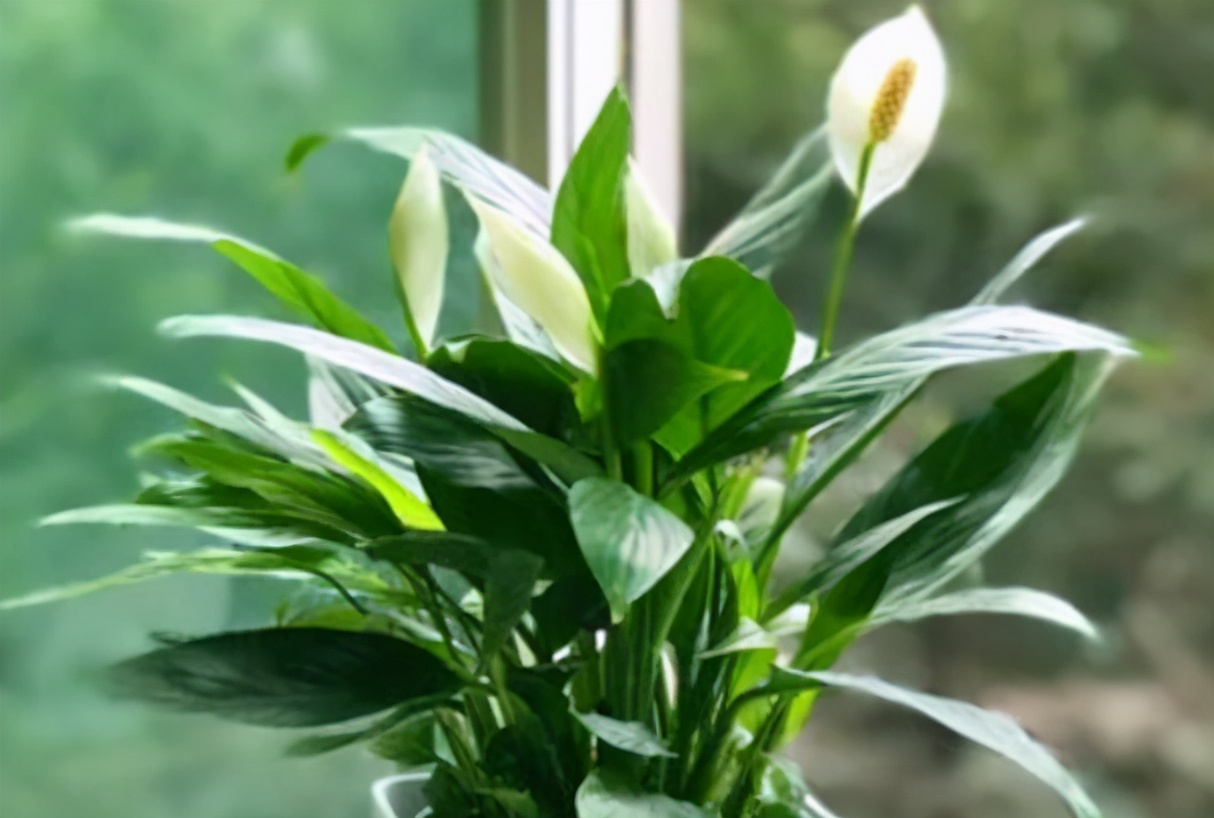 <b>一帆风顺花叶子软垂怎么办？专家教你四步挽救法，让绿植重焕生机</b>