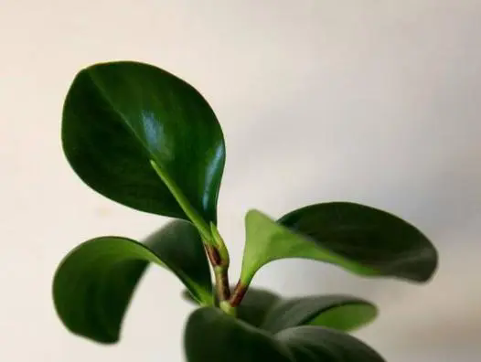 <b>碧玉绿植扦插全攻略：从选穗到生根，轻松掌握繁殖技巧，让绿意满家！</b>