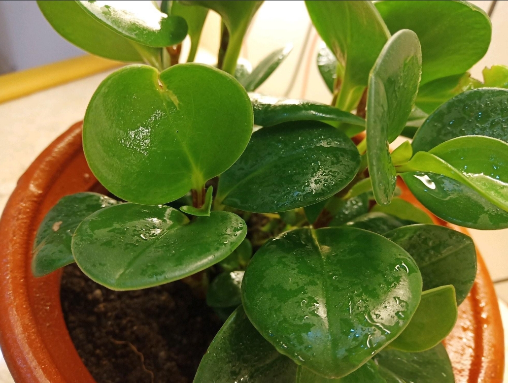 碧玉绿植扦插全攻略:从选穗到生根,轻松掌握繁殖技巧,让绿意满家!