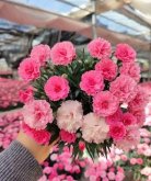 <b>阳台种植康乃馨全攻略：环境选择、盆土配制、浇水施肥与病虫害防治技巧</b>