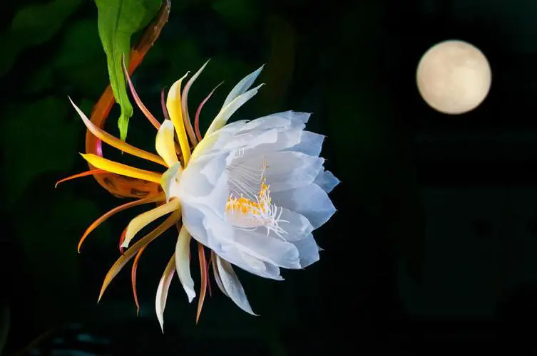 <strong>昙花一现，诠释生命之美：探索其花语与深邃象征，感悟瞬间永</strong>