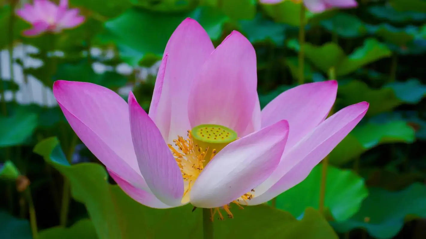 <strong>荷花花语深度解析：纯洁高雅的象征，寓意深远的人生启示</strong>