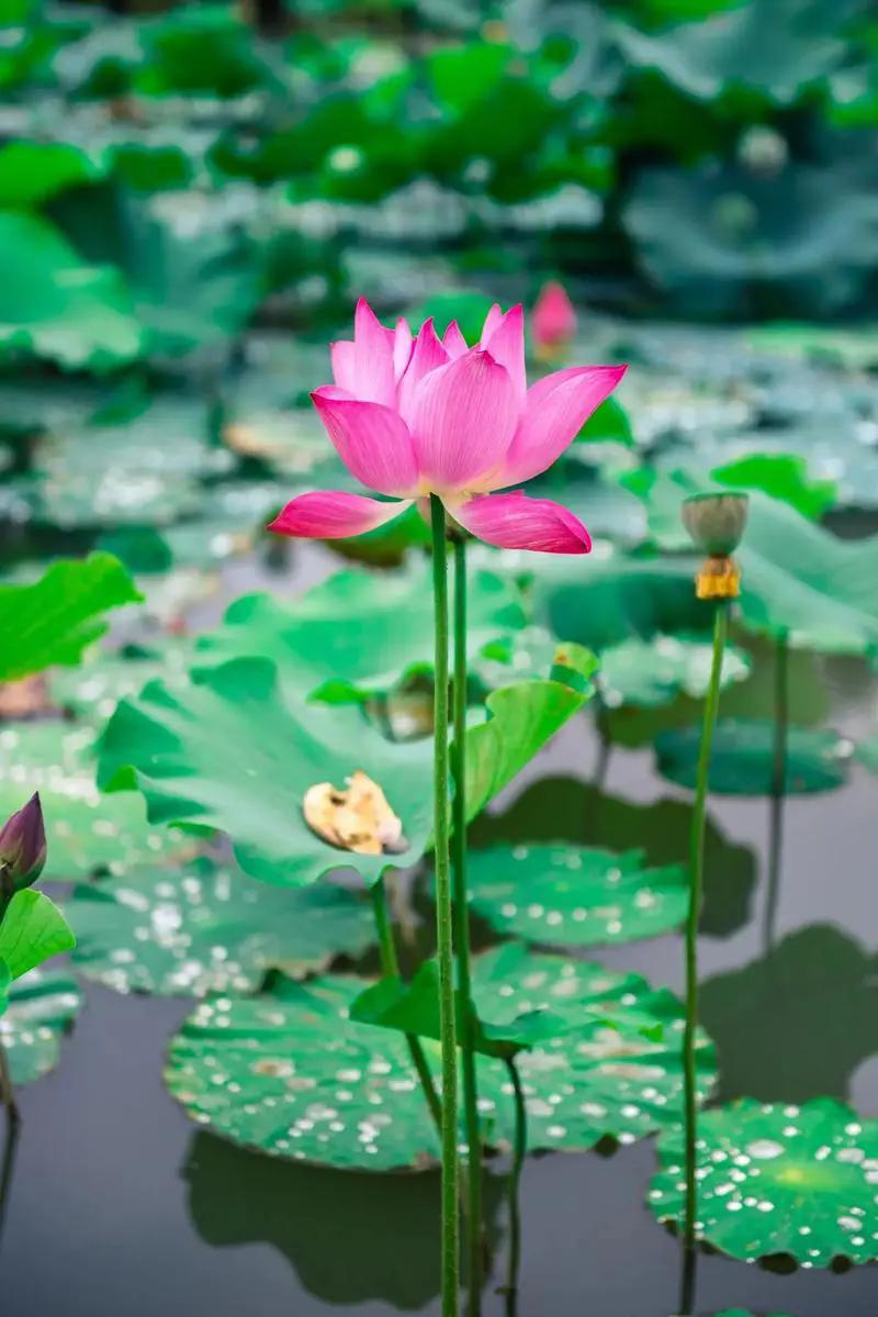 荷花花语深度解析:纯洁高雅的象征,寓意深远的人生启示