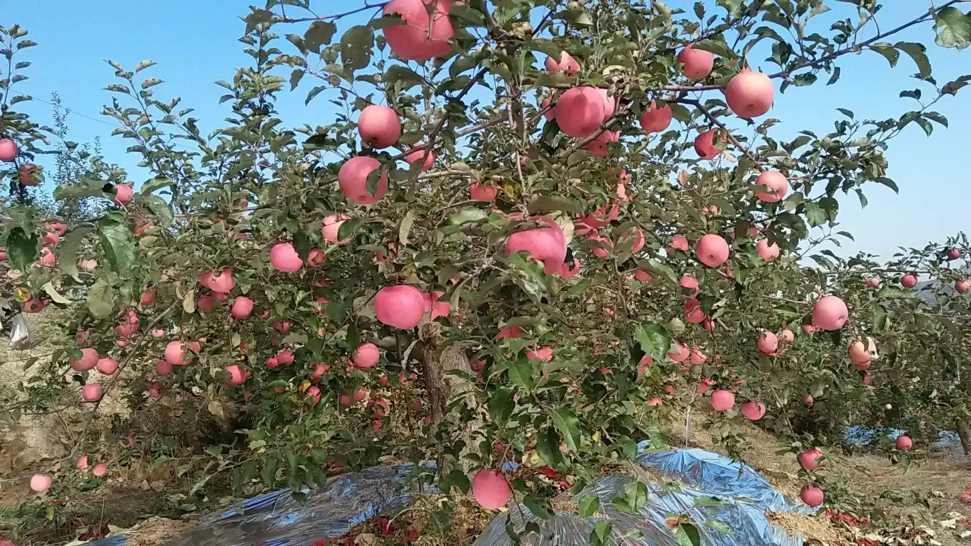 <b>揭秘苹果树成长周期：从种植到结果需几年？</b>