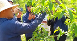<b>油桃树修剪指南：手把手教你如何塑造高产树形</b>