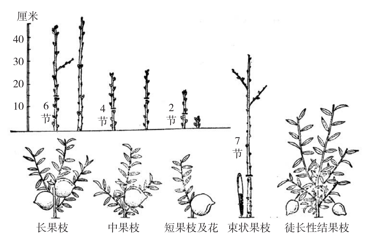 油桃树修剪指南:手把手教你如何塑造高产树形