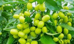 <b>枣类双娇：蜜枣树果实与红枣的营养对比，探索健康营养的新选择</b>