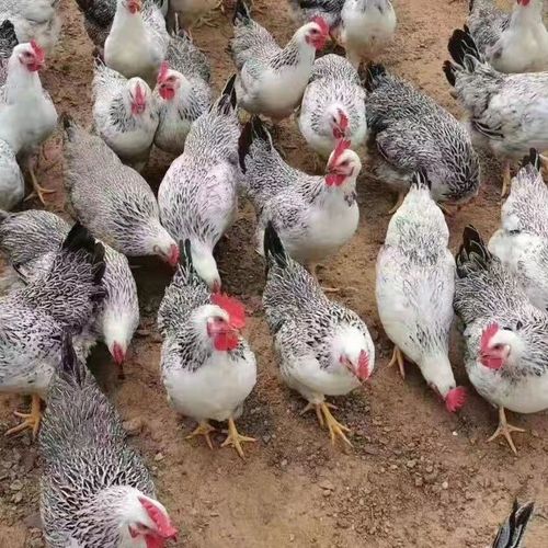 芦花鸡高效养殖方法大公开:从选种到盈利的全流程养殖秘籍!