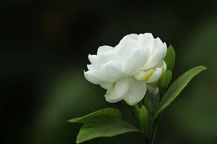 <b>花卉知识分享：茉莉花VS栀子花，你了解它们的区别吗？</b>