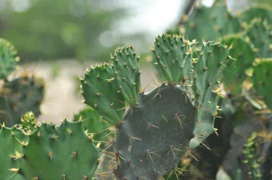 <b>揭秘仙人掌究竟是草本植物还是隐藏的木本植物？</b>