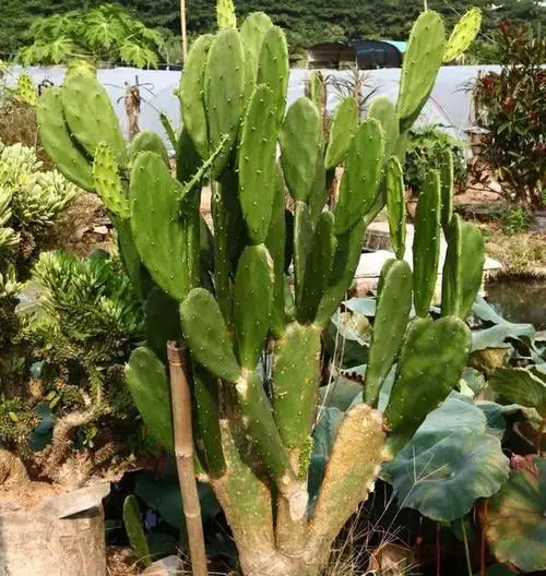 揭秘仙人掌究竟是草本植物还是隐藏的木本植物?
