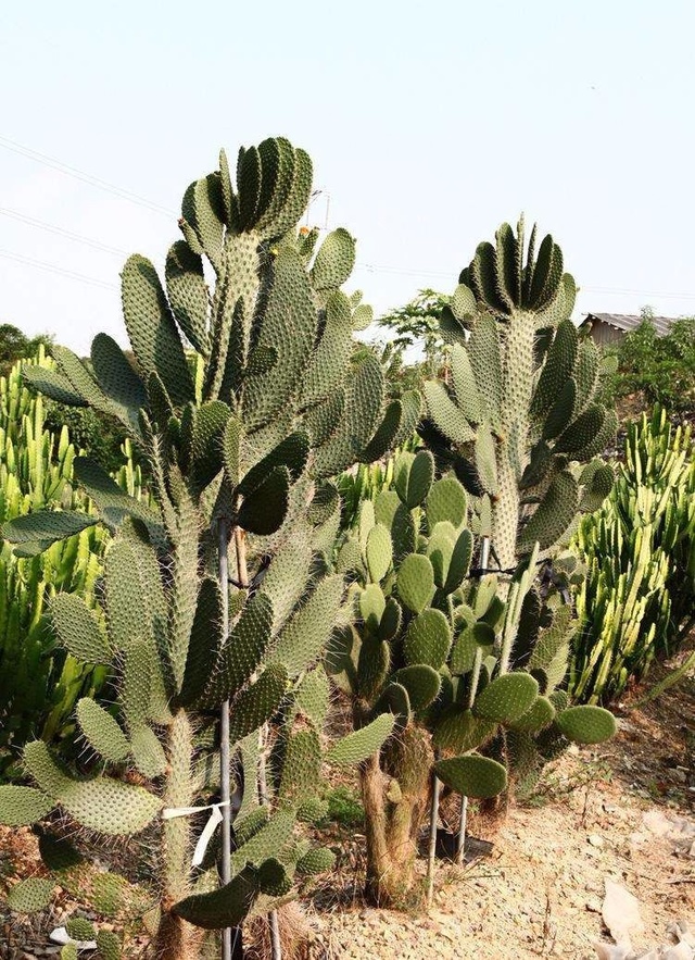 揭秘仙人掌究竟是草本植物还是隐藏的木本植物?
