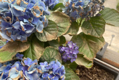 <strong>绣球花枯叶焦叶的拯救行动，科学护理让每一朵花都重绽笑容！</strong>