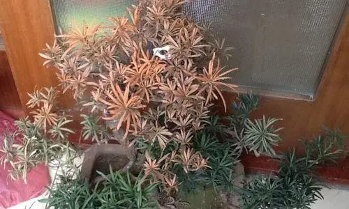 <b>罗汉松叶子发黄干枯的求救信号，科学诊断让每一片叶子都重焕生机</b>