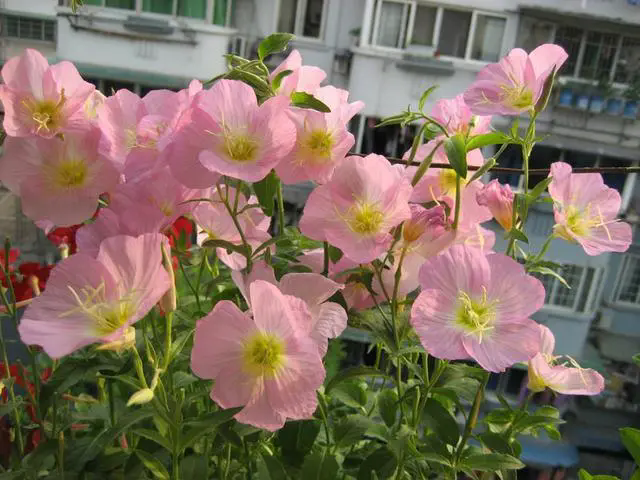 <b>揭秘月见草花期，从夏到秋，绽放夜空的温柔浪漫</b>