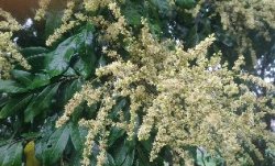 <b>桂圆促花秘籍，打造繁花似锦的果园天堂</b>