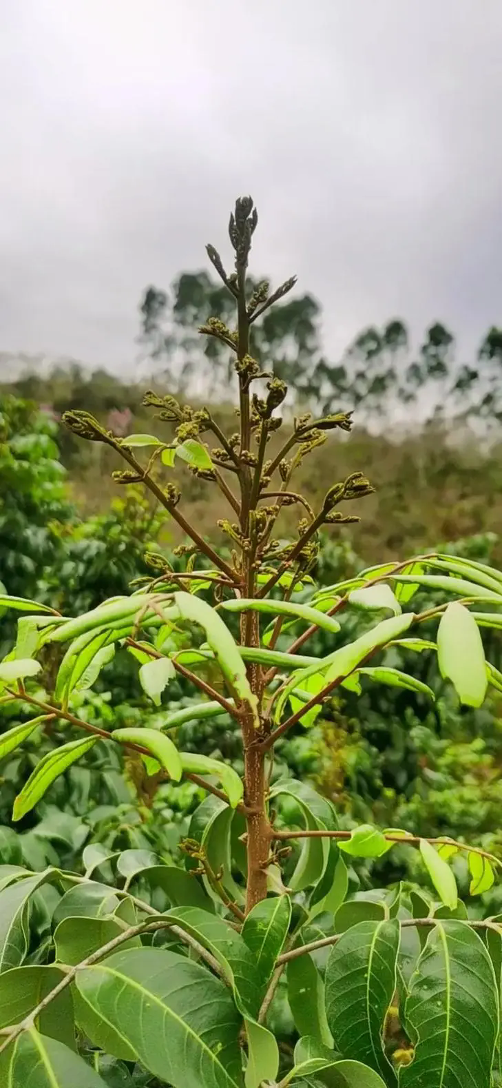 桂圆促花秘籍,打造繁花似锦的果园天堂