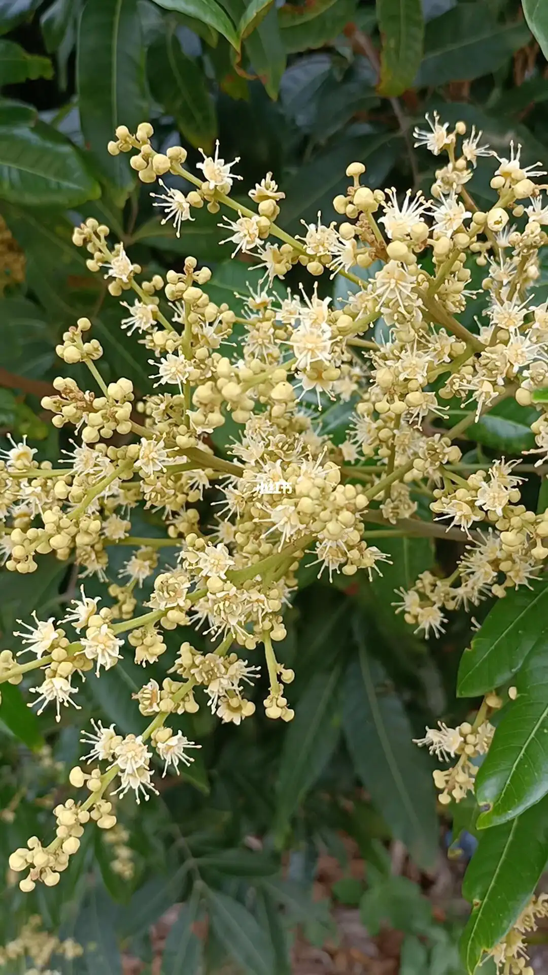 桂圆促花秘籍,打造繁花似锦的果园天堂