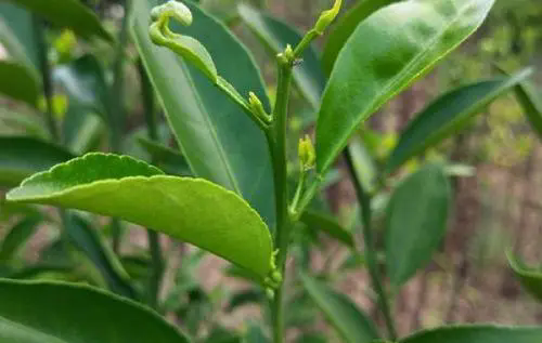 <b>柑橘根线虫病防治全攻略，识别症状，精准施策，守护果园健康！</b>