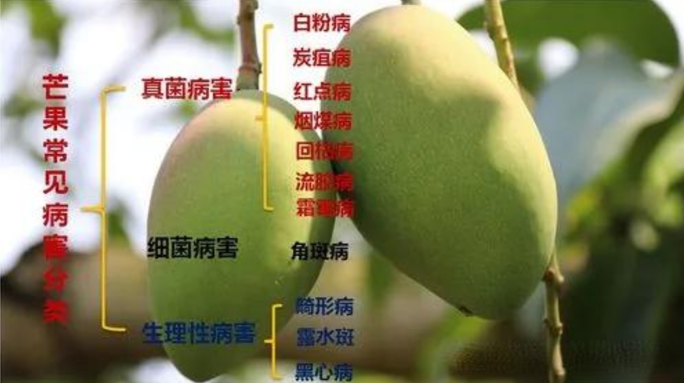 芒果树虫害防治指南,常见虫害识别与对策,守护果园成果!