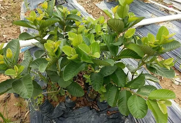 <b>芭乐苗种植秘诀：精准掌控各阶段适宜温度，助力高产优质果实诞生</b>