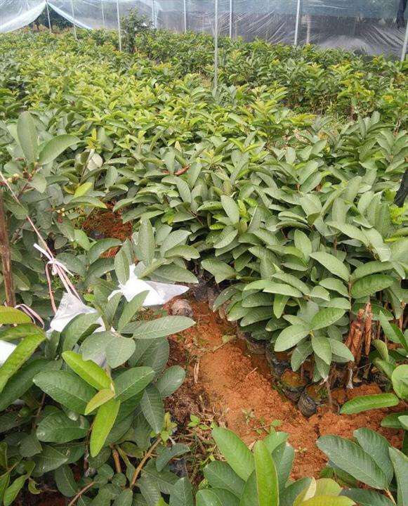 芭乐苗种植秘诀:精准掌控各阶段适宜温度,助力高产优质果实诞生