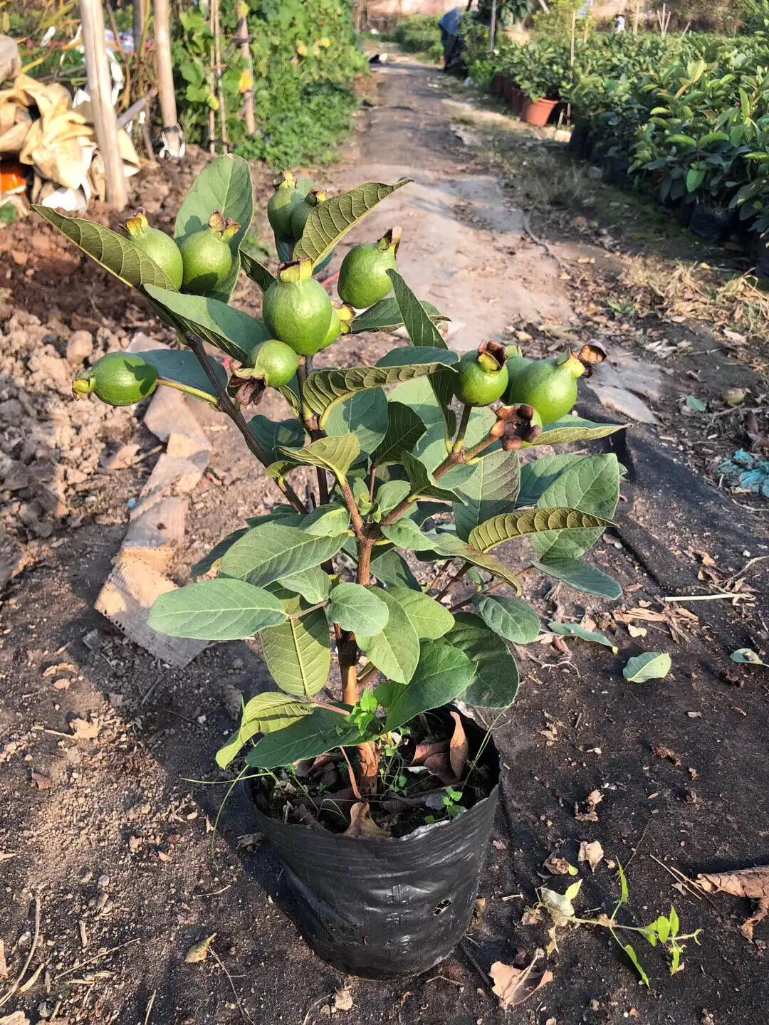 芭乐苗种植秘诀:精准掌控各阶段适宜温度,助力高产优质果实诞生