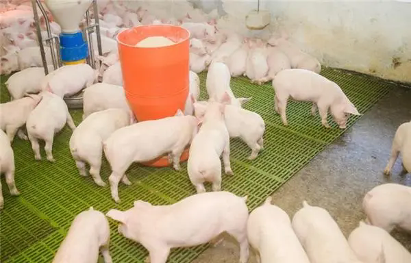 育肥猪高效饲养管理策略：优化环境、精准营养、精细管理与疾病防控