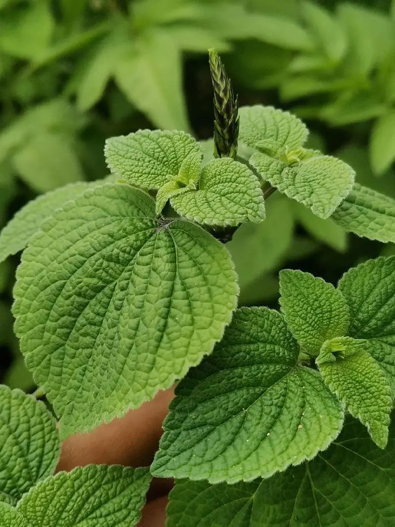 藿香绿植:种植环境,养护技巧,享受绿色生活