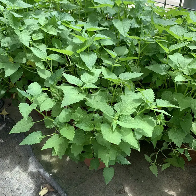 藿香绿植:种植环境,养护技巧,享受绿色生活
