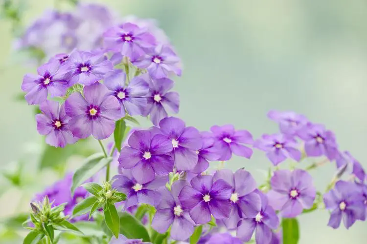 <strong>福禄考花语揭秘：幸福之花寓意富贵与坚韧，为您的生活添彩加</strong>