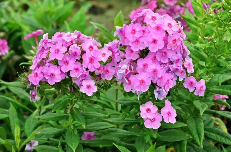 福禄考花语揭秘:幸福之花寓意富贵与坚韧,为您的生活添彩加福