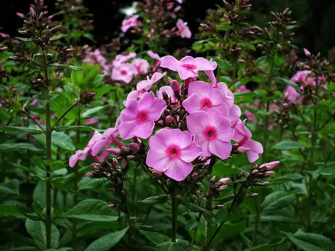 福禄考花语揭秘:幸福之花寓意富贵与坚韧,为您的生活添彩加福