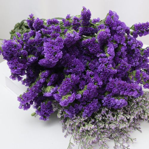勿忘我鲜花养护-水润心田,记忆永恒,揭秘鲜花保鲜的水养秘籍与文化寓意!