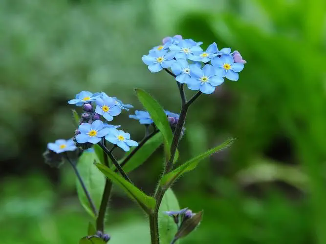 勿忘我鲜花养护-水润心田,记忆永恒,揭秘鲜花保鲜的水养秘籍与文化寓意!