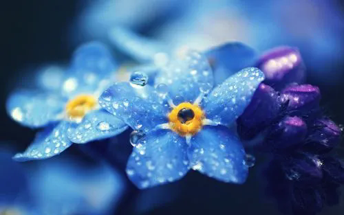 <b>勿忘我鲜花养护-水润心田，记忆永恒，揭秘鲜花保鲜的水养秘籍与文化寓意！</b>
