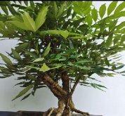 <b>十大功劳盆景养护指南：轻松掌握技巧，让吉祥绿植茁壮成长</b>