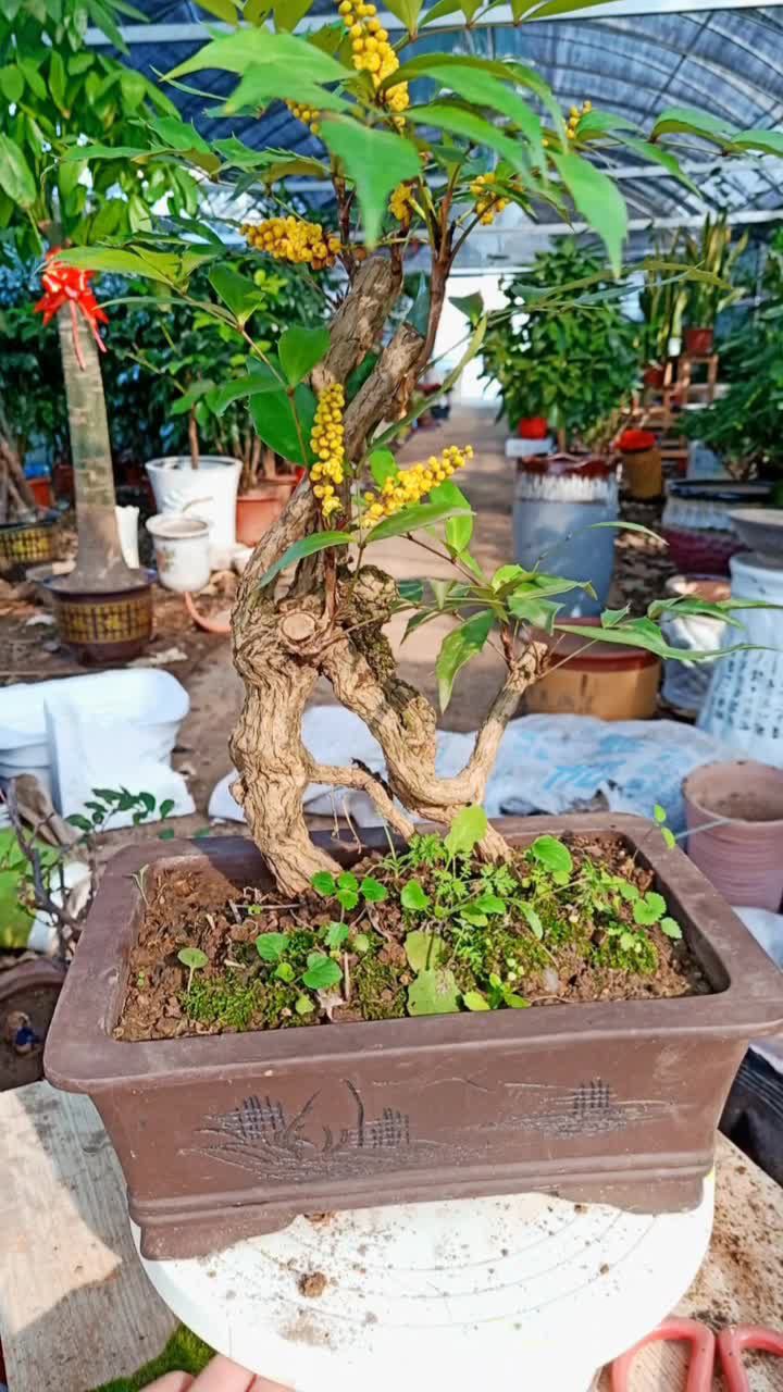 十大功劳盆景养护指南:轻松掌握技巧,让吉祥绿植茁壮成长