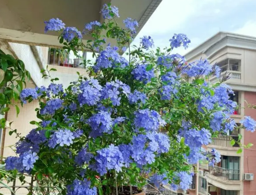 <b>蓝雪花养殖全攻略：从土壤到病虫害，轻松打造四季花开美景</b>