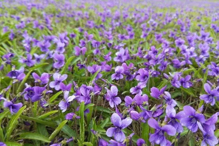 紫花地丁花期揭秘:花开时节春意盎然,探寻早春野花的秘密魅力!