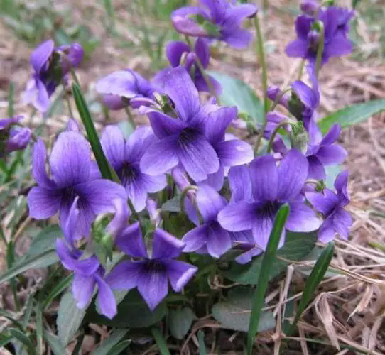 紫花地丁花期揭秘:花开时节春意盎然,探寻早春野花的秘密魅力!