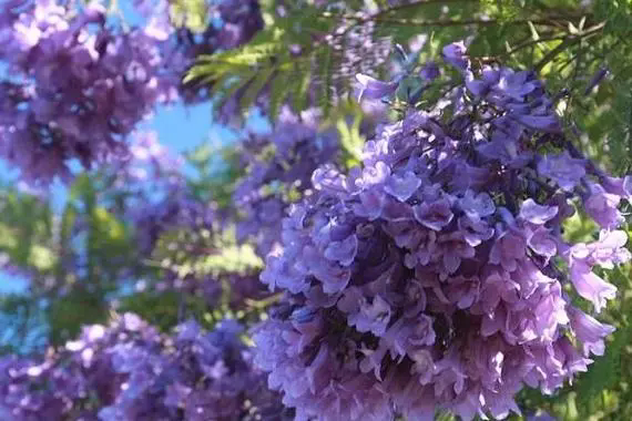 <b>蓝花楹花期揭秘；绚烂花期，紫色浪漫，揭秘城市绿化中的紫色浪漫与生态价值</b>
