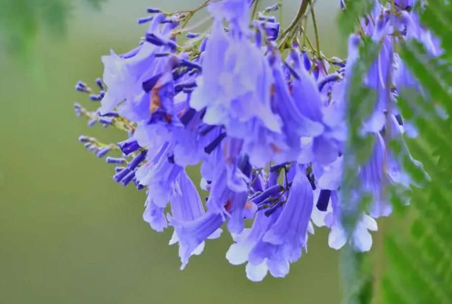 蓝花楹花期揭秘;绚烂花期,紫色浪漫,揭秘城市绿化中的紫色浪漫与生态价值