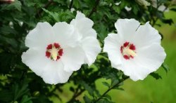 <b>木槿花‘死人花’误解揭秘：坚韧之美的文化误读与真实寓意</b>