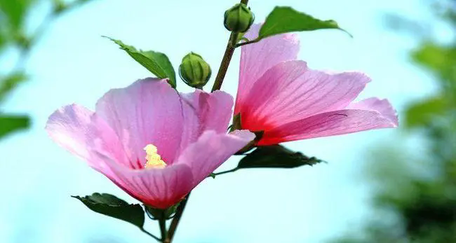 木槿花‘死人花’误解揭秘:坚韧之美的文化误读与真实寓意