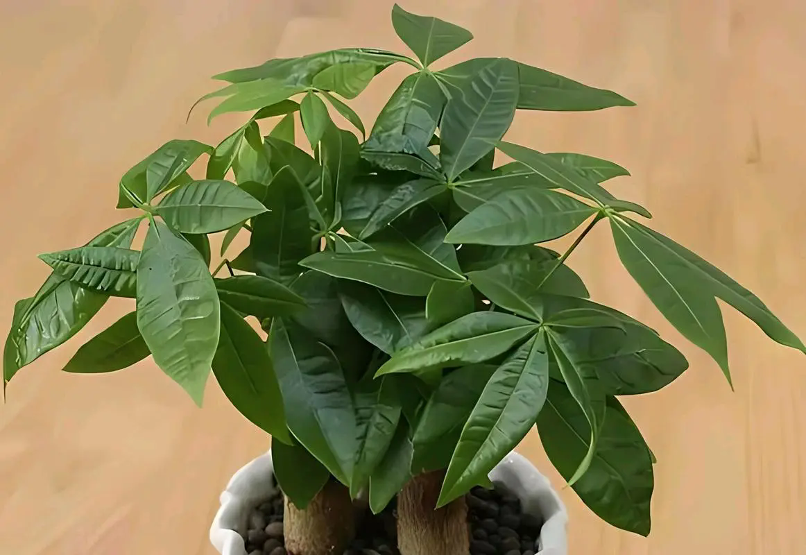<b>发财树盆栽光照指南：掌握晒太阳秘诀，让绿意盎然满室生辉</b>