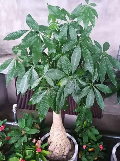 发财树盆栽光照指南:掌握晒太阳秘诀,让绿意盎然满室生辉