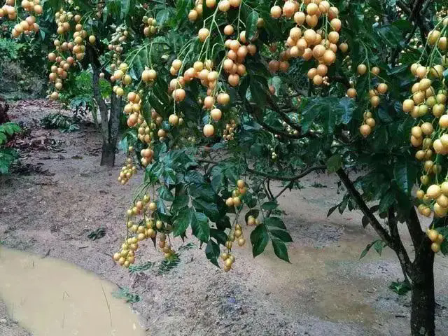 <b>黄皮果树剪枝革命，一剪定胜负，产量翻倍的秘诀！</b>