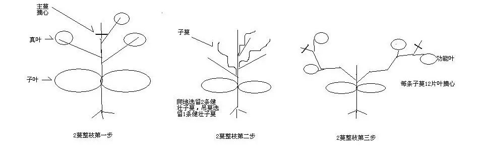 香瓜吊蔓种植术:立体空间里的甜蜜革命,产量飙升的秘密!
